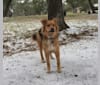 Sage, a German Shepherd Dog and Australian Shepherd mix tested with EmbarkVet.com