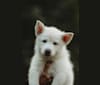 Marshall, a German Shepherd Dog and Siberian Husky mix tested with EmbarkVet.com