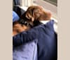Photo of Cooper, a Labrador Retriever and Redbone Coonhound mix in Lexington, KY, USA