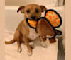 Arrow, a Chihuahua and Poodle (Small) mix tested with EmbarkVet.com