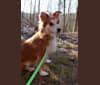 Kaylee, a Labrador Retriever and Samoyed mix tested with EmbarkVet.com