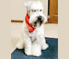 Photo of Boone's Winsome Beau Dandy, a Soft Coated Wheaten Terrier  in Cincinnati, Ohio, USA