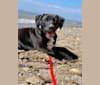 JuJu, an American Pit Bull Terrier and Labrador Retriever mix tested with EmbarkVet.com