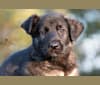 Doris, a German Shepherd Dog and Irish Wolfhound mix tested with EmbarkVet.com