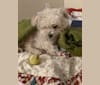 Photo of Kevin, a Poodle (Small), Chihuahua, and Mixed mix in Hayward, CA, USA