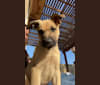 Photo of Koa, an American Pit Bull Terrier, German Shepherd Dog, Labrador Retriever, and Mixed mix in Anza, California, USA