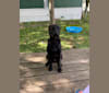 Photo of Raider, a Labrador Retriever, Bulldog, and Border Collie mix in Miller, Missouri, USA