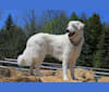Photo of Milo, a Maremma Sheepdog  in Lindsay, Kawartha Lakes, ON, Canada