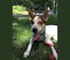 Beti, a Rat Terrier and Australian Shepherd mix tested with EmbarkVet.com