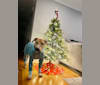 Simon, an American Pit Bull Terrier and Catahoula Leopard Dog mix tested with EmbarkVet.com