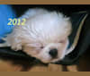 Tommy W. Rooney Jr, a Pekingese tested with EmbarkVet.com