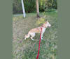 Photo of Moxie, a German Shepherd Dog, Siberian Husky, and Mixed mix in Charlotte, North Carolina, USA