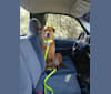 Heineken, a Labrador Retriever and American Pit Bull Terrier mix tested with EmbarkVet.com