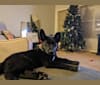 Photo of Samus, a German Shepherd Dog, Siberian Husky, and Mixed mix in Las Vegas, Nevada, USA