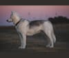 Sheba, a Siberian Husky and Alaskan Malamute mix tested with EmbarkVet.com