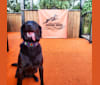 Heidi, a Labrador Retriever and Golden Retriever mix tested with EmbarkVet.com