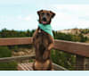 Nokona, an American Pit Bull Terrier and Labrador Retriever mix tested with EmbarkVet.com