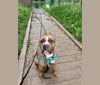 Riggins, an American Pit Bull Terrier and American Staffordshire Terrier mix tested with EmbarkVet.com