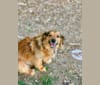 Photo of Luna, a Poodle (Small), Chihuahua, Shih Tzu, and Mixed mix in Corona, California, USA