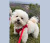 Molly, a Bichonpoo (29.3% unresolved) tested with EmbarkVet.com