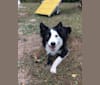 Ripper, a Border Collie tested with EmbarkVet.com