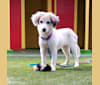 Pie, a Treeing Walker Coonhound and Great Pyrenees mix tested with EmbarkVet.com