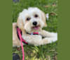Lola, a Poodle (Small) and Chihuahua mix tested with EmbarkVet.com