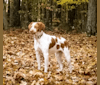 Belle, a Brittany tested with EmbarkVet.com