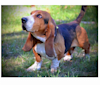 Teddy, a Basset Hound tested with EmbarkVet.com