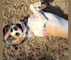 Peaches, a Saint Bernard and American Pit Bull Terrier mix tested with EmbarkVet.com