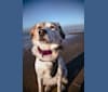 Indy, an European Village Dog tested with EmbarkVet.com