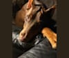 Aldebaran, a Doberman Pinscher tested with EmbarkVet.com