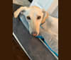 Jassi, an Arabian Village Dog tested with EmbarkVet.com