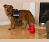 Kodak, a Chow Chow and Labrador Retriever mix tested with EmbarkVet.com