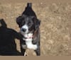 Max, an Arabian Village Dog tested with EmbarkVet.com