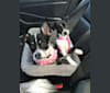 Photo of Cleo, a Chihuahua, Shih Tzu, Pekingese, and Mixed mix in Palmdale, California, USA