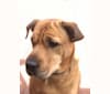 Archibald, a Labrador Retriever and Rottweiler mix tested with EmbarkVet.com