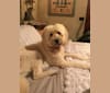 Photo of Odell, a Goldendoodle  in New York, NY, USA