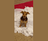 Hershey, a Rat Terrier and Beagle mix tested with EmbarkVet.com