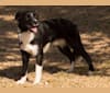 Photo of Tux, a Border Collie, Whippet, Border Terrier, and Russell-type Terrier mix in Pahrump, NV, USA