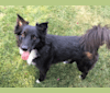 Zoey, a Chihuahua and Australian Shepherd mix tested with EmbarkVet.com