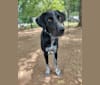 Photo of Ollie, a Golden Retriever, Bluetick Coonhound, American Pit Bull Terrier, Siberian Husky, Boxer, and Mixed mix in Charlotte, North Carolina, USA