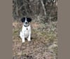 Photo of Callie, a Treeing Walker Coonhound, Border Collie, and Great Pyrenees mix in Bethpage, Tennessee, USA