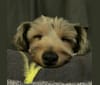 Taffy, a Yorkshire Terrier tested with EmbarkVet.com