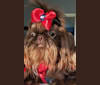 Photo of Hayley, a Shih Tzu  in Tennessee, USA