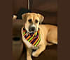 Dexter, a German Shepherd Dog and Boxer mix tested with EmbarkVet.com