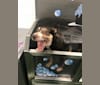 Photo of Maisie, an American Pit Bull Terrier, Australian Cattle Dog, Labrador Retriever, American Bully, Miniature/MAS-type Australian Shepherd, and Australian Shepherd mix in Columbia, South Carolina, USA