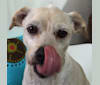 Sid Vicious, a Chihuahua and Poodle (Small) mix tested with EmbarkVet.com