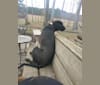 Bruno, an American Pit Bull Terrier and Labrador Retriever mix tested with EmbarkVet.com