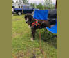 Kennedy, a Labrador Retriever and Anatolian Shepherd Dog mix tested with EmbarkVet.com